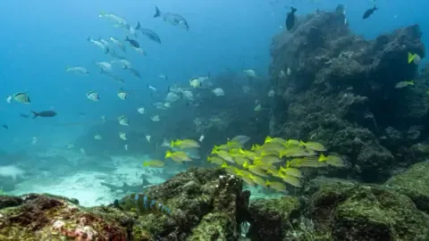 Crucial Oceans Pact Crosses Vital Threshold to Enter into Force